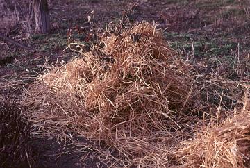 Rose mulched with straw