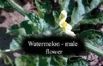 watermelon male flower